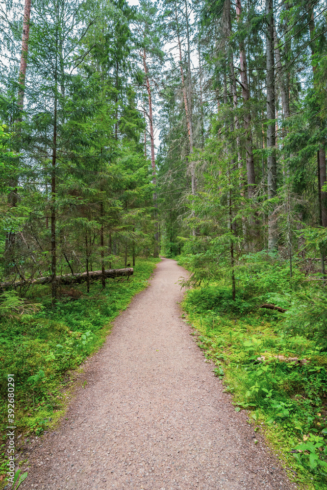 Forest. Nature landscape. Summer. Forest. Nature landscape. Summer.
