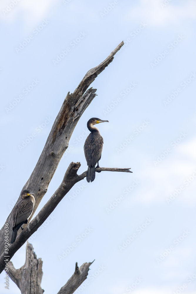 Great cormorants (Phalacrocorax carbo) perched on a dead tree, lake Naivasha, Kenya Great cormorants (Phalacrocorax carbo) perched on a dead tree, lake Naivasha, Kenya