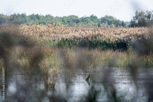 Panorama e vegetazione di un'Oasi protetta dello Stato