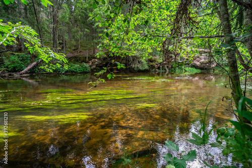 Outcrops of Devonian sandstone on the banks of Ahja river  Estonia. 