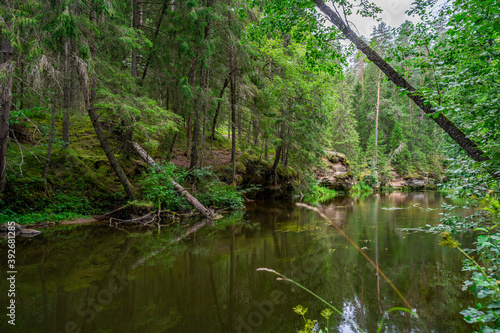 Outcrops of Devonian sandstone on the banks of Ahja river  Estonia. 