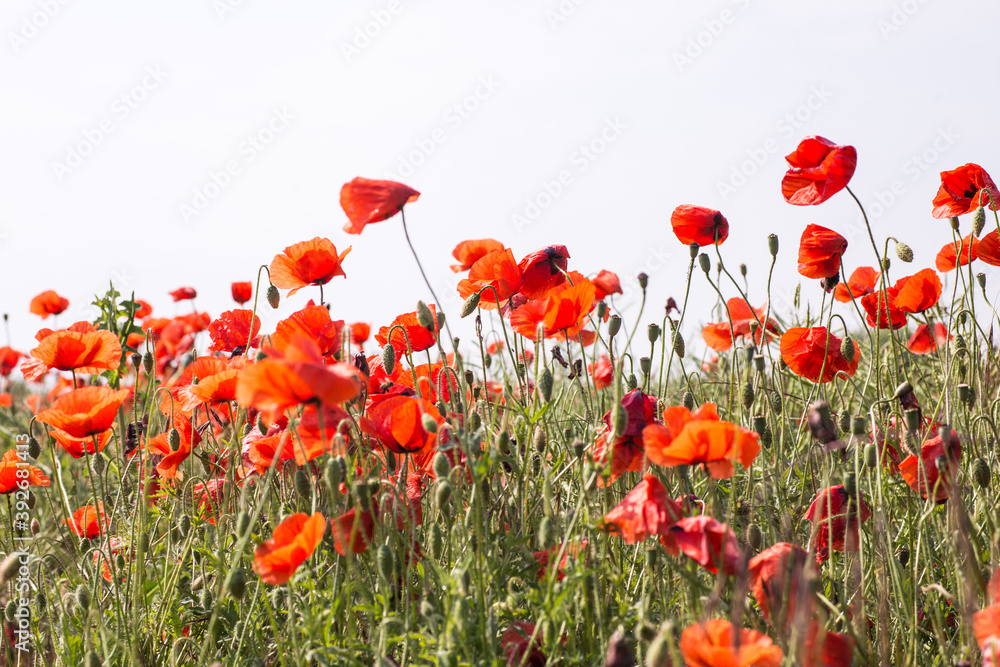 Obraz premium Wilder Mohn Flowerpower