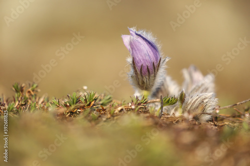 (Pulsatilla grandis) Large-flowered passerine