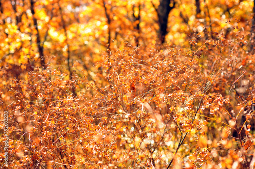 Closeup autumn nature landscape. Branches with yellow leaves on blurred background.