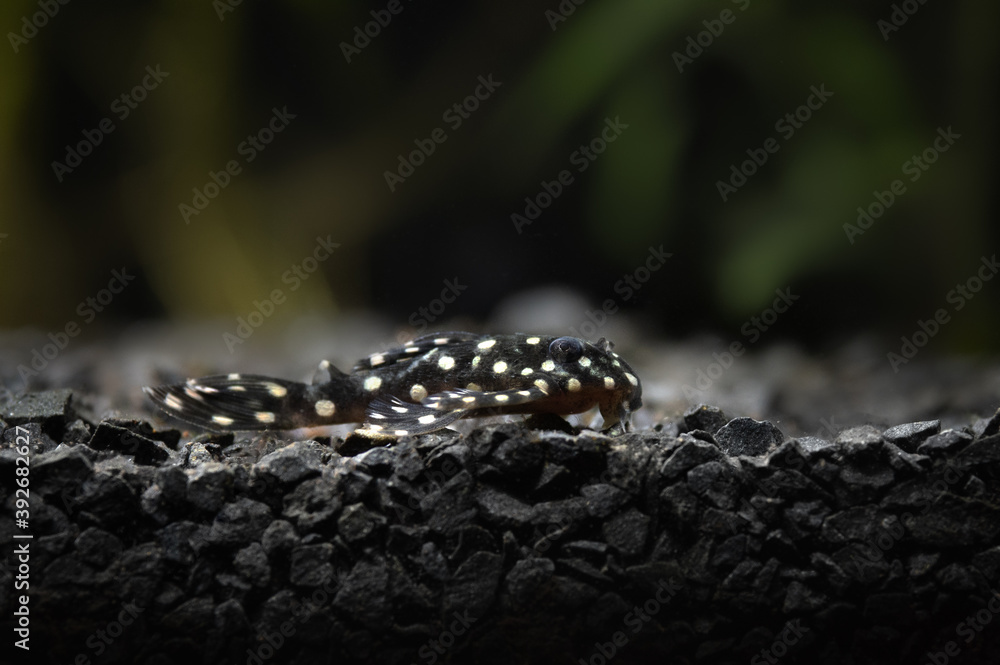 fresh water aquarium fish hypancistrus L201 fresh water aquarium fish hypancistrus L201