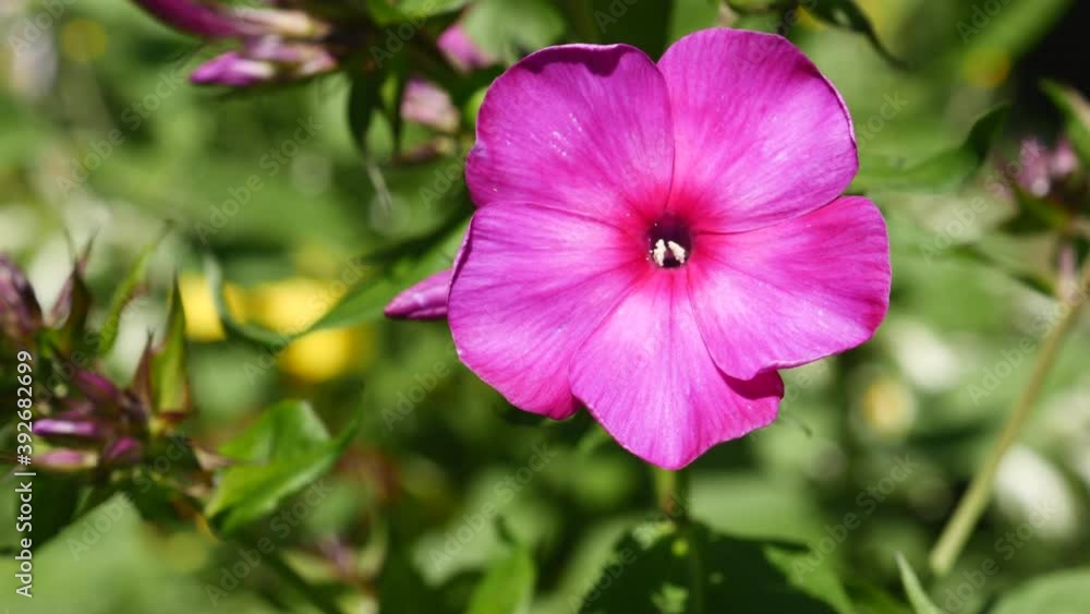 Phlox Flower In The Garden In Summer On Wind Close-up.. Phlox Flower In The Garden In Summer On Wind Close-up..