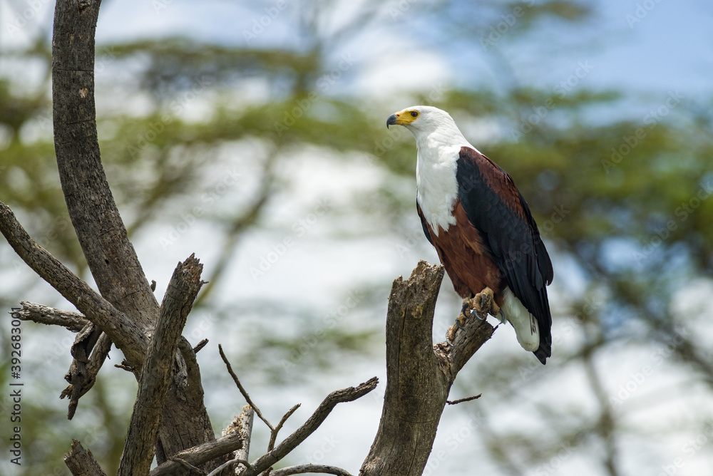 African Fish eagle (Haliaeetus vocifer) perched in dead tree, Lake Naivasha, Kenya African Fish eagle (Haliaeetus vocifer) perched in dead tree, Lake Naivasha, Kenya