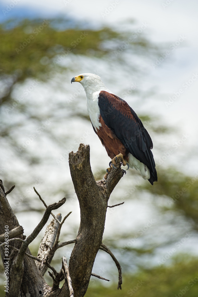 Fototapeta premium African Fish eagle (Haliaeetus vocifer) perched in dead tree, Lake Naivasha, Kenya