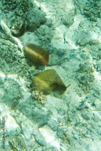 Picture of a squid in the sea of Togian islands photo