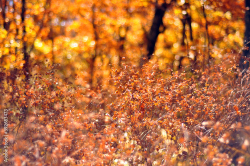 Closeup autumn nature landscape. Branches with yellow leaves on blurred background.