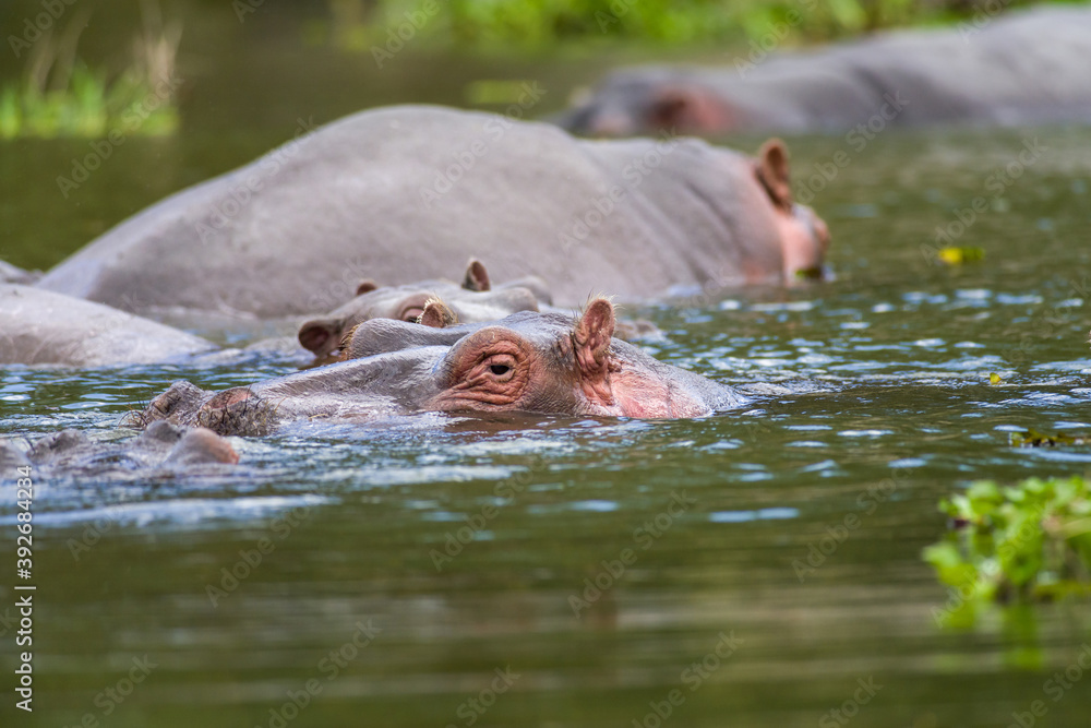 Fototapeta premium Hippopotamus (Hippopotamus amphibius) partially submerged in water, Lake Naivasha, Kenya