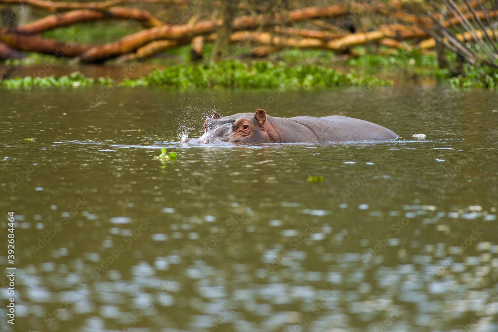 Fototapeta premium Hippopotamus (Hippopotamus amphibius) partially submerged in water, Lake Naivasha, Kenya
