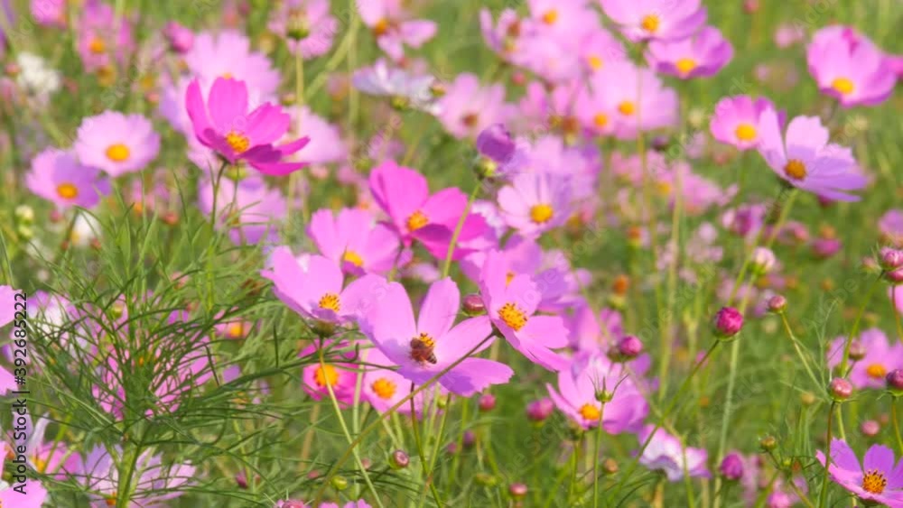 Beautiful Cosmos field swaying in the wind Beautiful Cosmos field swaying in the wind