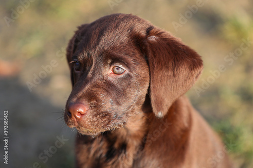 Süßer Brauner Labrador Welpe in der Sonne