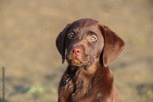 Süßer Brauner Labrador Welpe in der Sonne © KrischiMeier