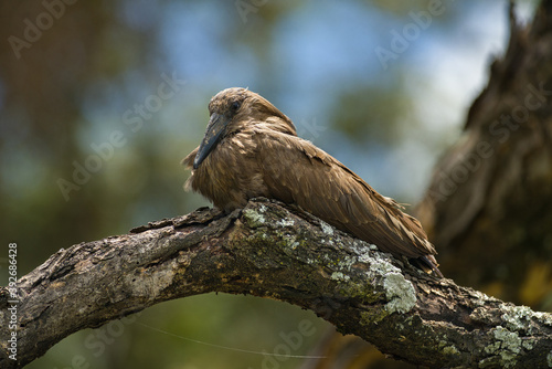 Hammerkop (Scopus umbretta) resting on tree branch, lake Naivasha, Kenya, East Africa photo