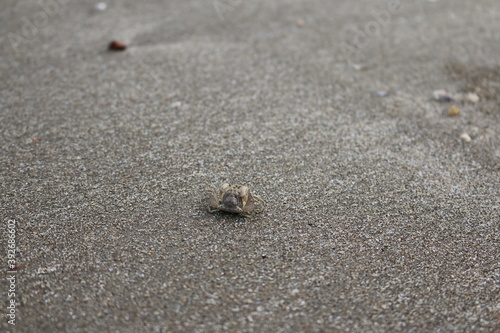 little crab on the beach of Goa