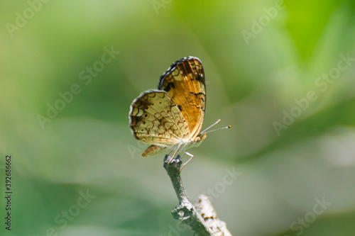 Butterfly 2018-101 / Pearl Crescent Butterfly (Phyciodes tharos)