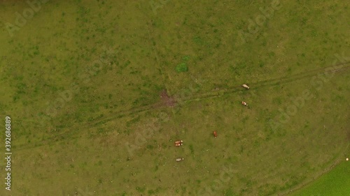 Cows at a green meadow filmed by a drone straight from above, then follows a look up shot up to the view at an autumn colored forest and the alp mountains in the bacxkground. photo