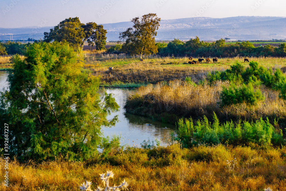 Wetland with Asian Water Buffalos, in En Afek nature reserve Wetland with Asian Water Buffalos, in En Afek nature reserve