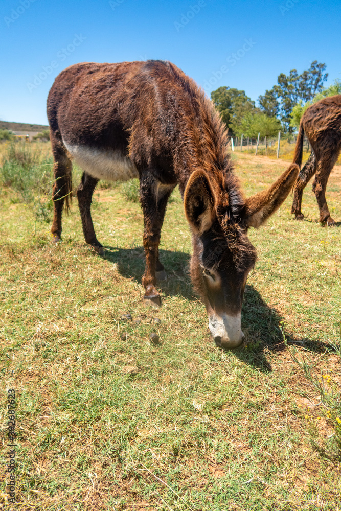 Fototapeta premium brown donkey in a field