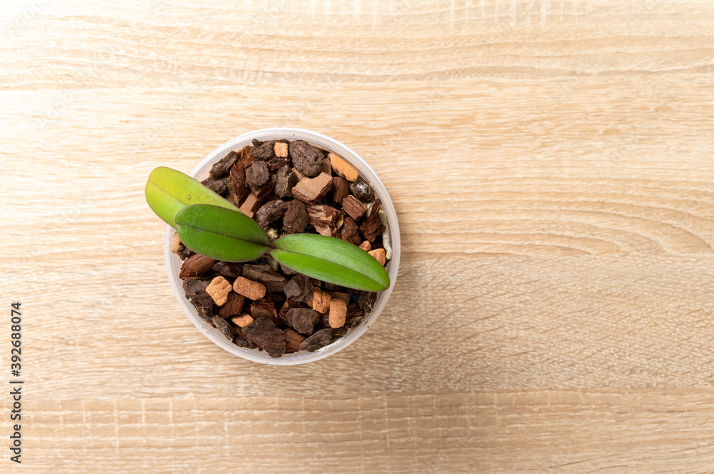 small Orchid flower in pot top view small Orchid flower in pot top view