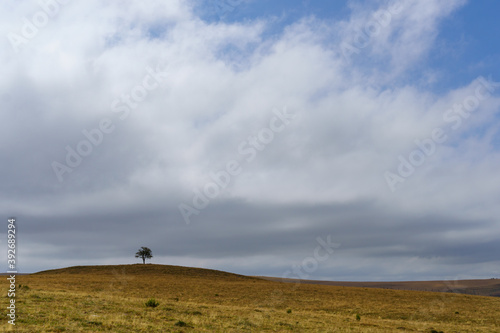 arbre isolé sur une prairie couleur ocre en Aubrac
