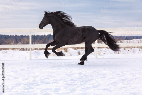 The black Frisian mare gallops freely in the levada on the farm