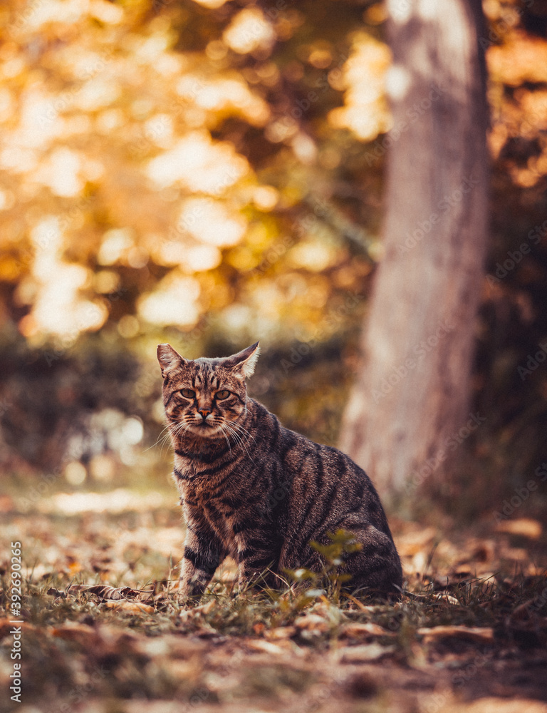 Cat looks at falling leaves during golden autumn
