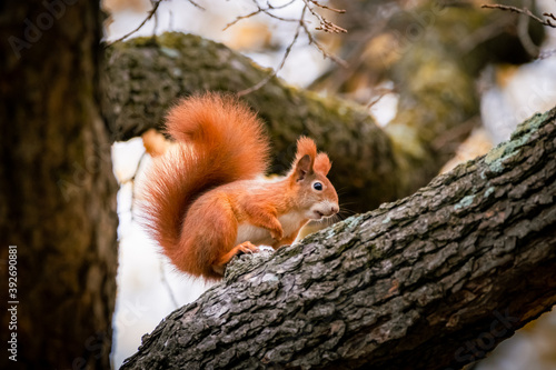Eichhörnchen auf einem Baum, Wiener Zentralfriedhof, Wien, Österreich © Patrik
