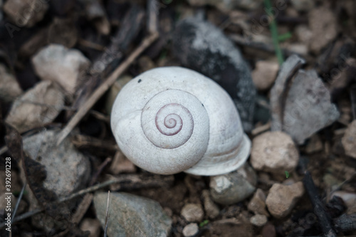 snail on the leaf