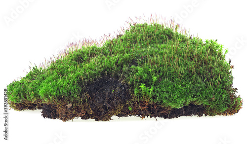 Εκτύπωση καμβά Moss isolated on a white background
