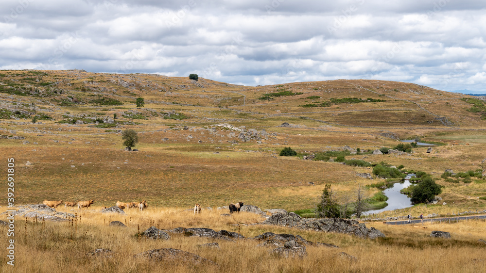 Fototapeta premium troupeau de vache Aubrac au bord d'une rivière