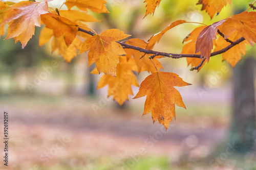 Beautiful, sunny autumn in the park