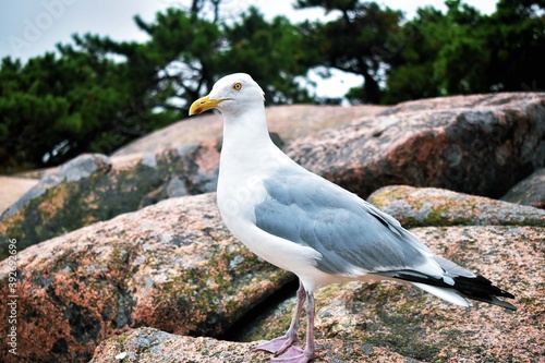 seagull on the rock