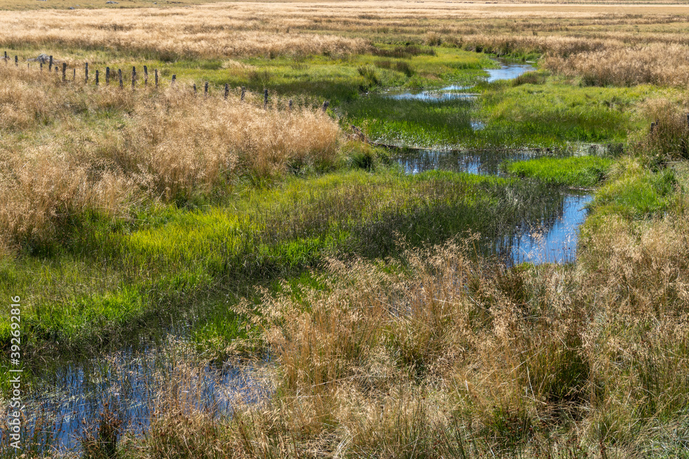 Obraz premium tourbière au milieu de prairies en été