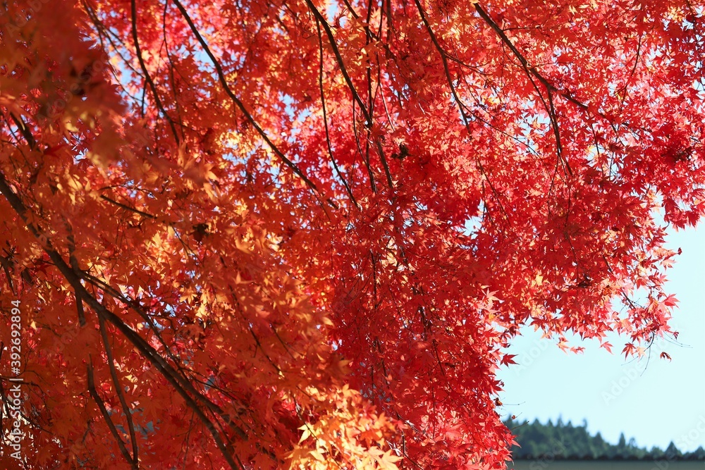 奈良県　天川村龍泉寺の紅葉
