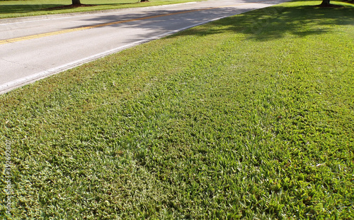 Grassy Area by Road