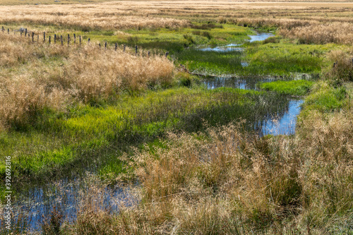 tourbière au milieu de prairies en été