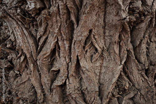 natural texture of tree bark. Abstract background