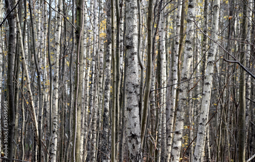 Obraz premium Briches forest tree autumn time