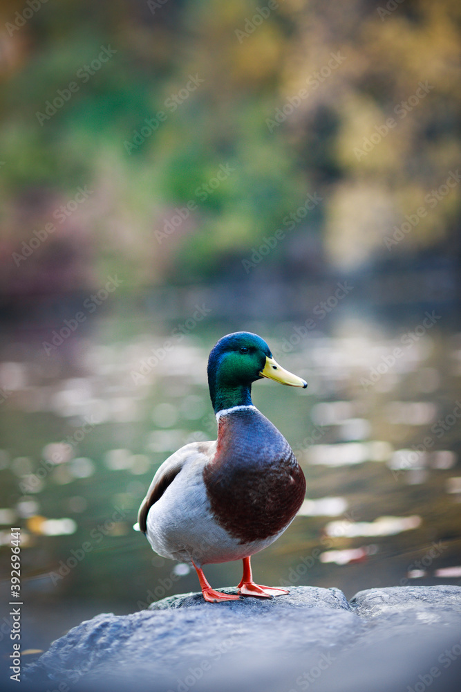 Sitting duck (mallard ) in Central Park New York Sitting duck (mallard ) in Central Park New York