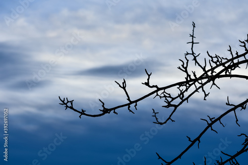 tree branches and blue sky