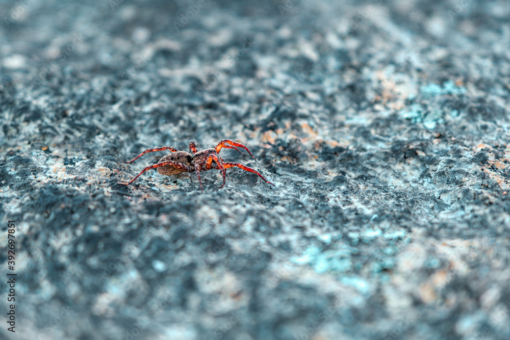 Macro closeup of an orange spider crawling on a rock Macro closeup of an orange spider crawling on a rock