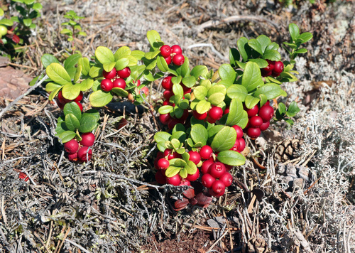 Foto Ripe lingonberry bush (Vaccínium vítis-idaéa)