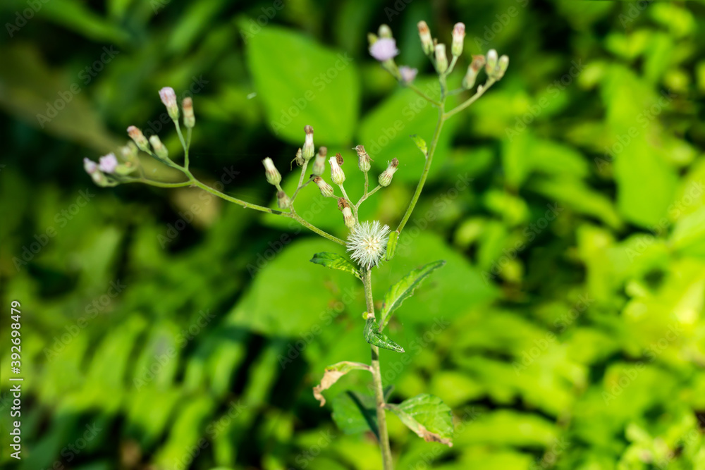 Tiny white grass flower and fur beautiful wool Tiny white grass flower and fur beautiful wool
