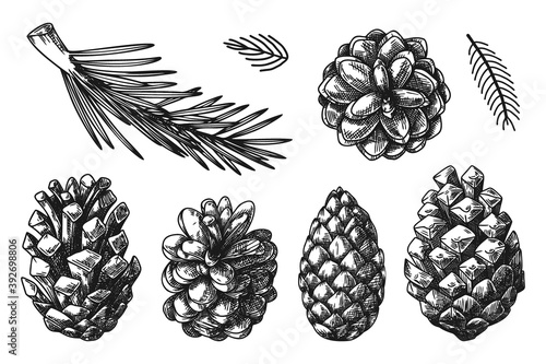 Cones and branches of different plants Isolated on white background. Sketch