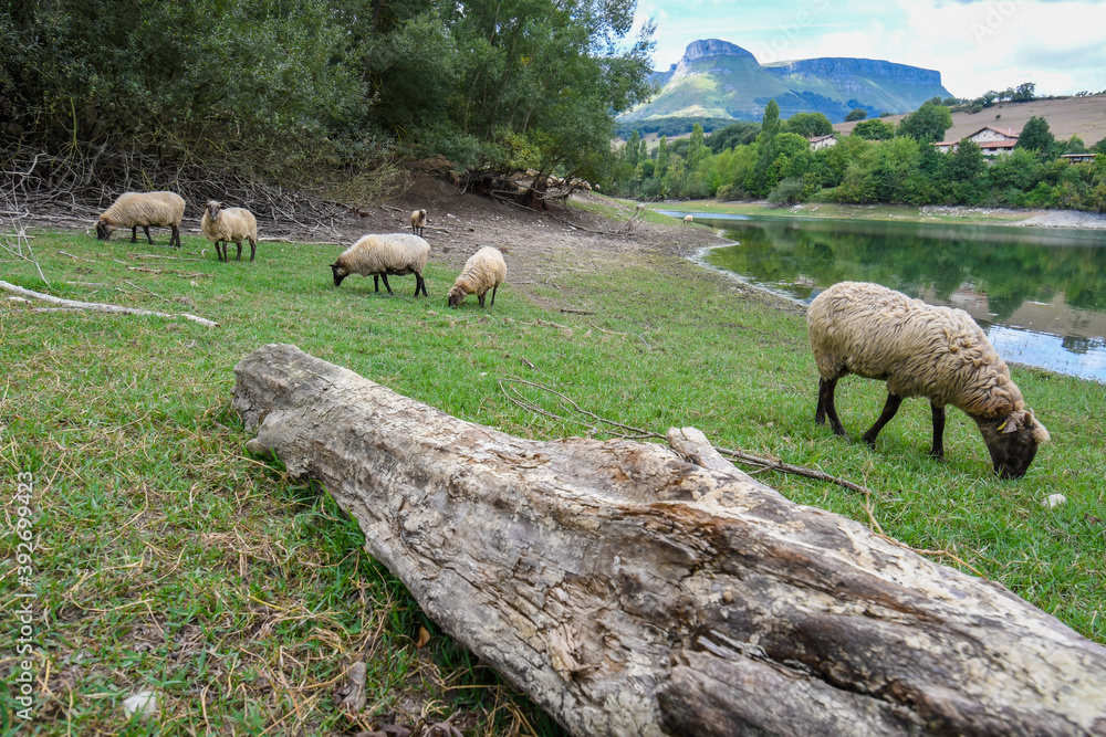 sheep grazing on the banks of the Maroño reservoir