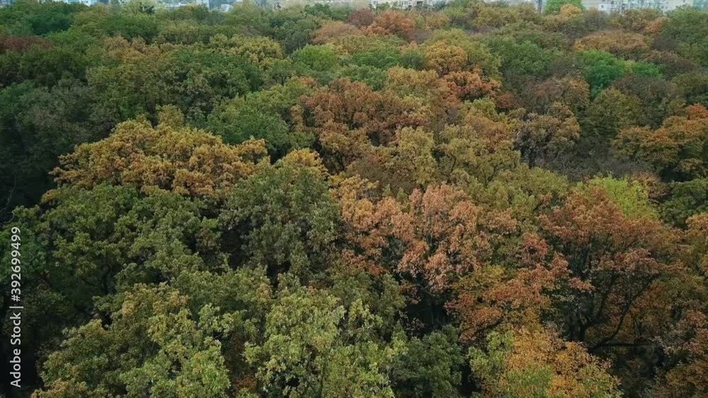 Flying over the park in autumn, colorful treetops. City on the horizon Flying over the park in autumn, colorful treetops. City on the horizon