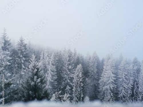 snow covered trees © pawelek
